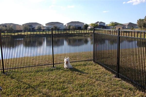 fence corner by pond dog